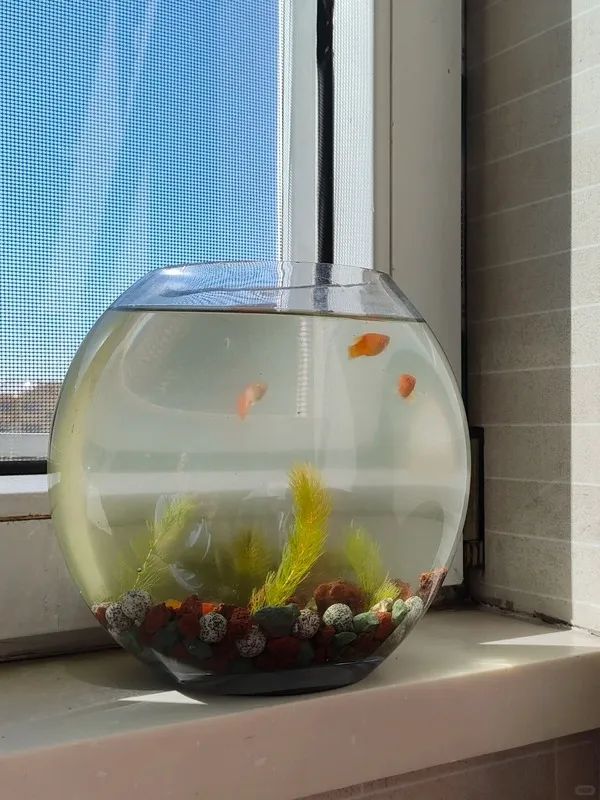 A small round fish tank with goldfish and aquatic plants near a window — showing how aquarium water can be reused as a natural fertilizer for Calathea and other indoor plants.