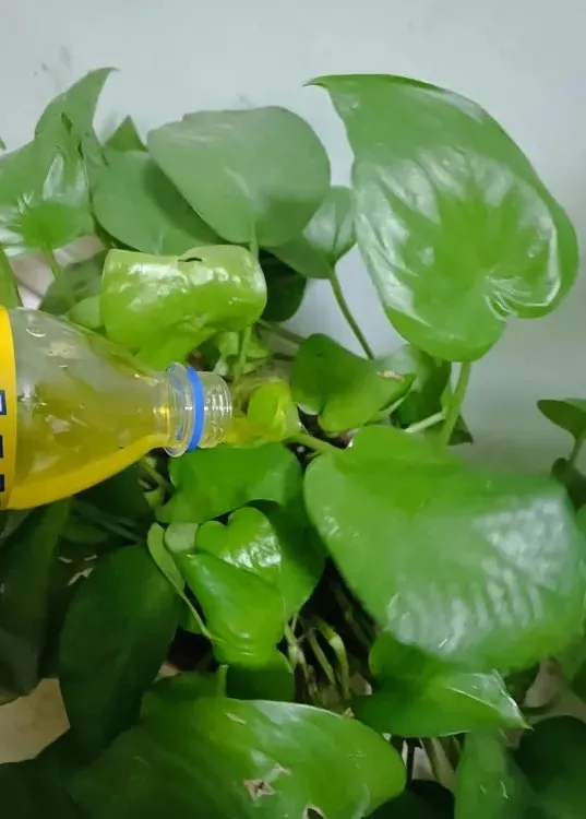 Leftover soda shown as a risky DIY plant water experiment, not a regular Calathea watering method