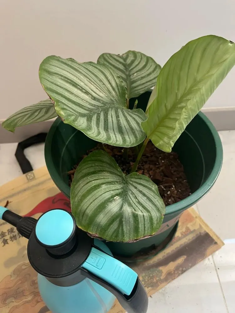 New leaves grew with no crispy edges