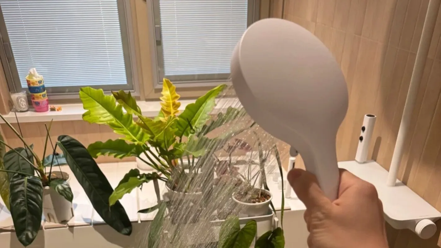 How I Water My Calathea Through Winter and Summer
