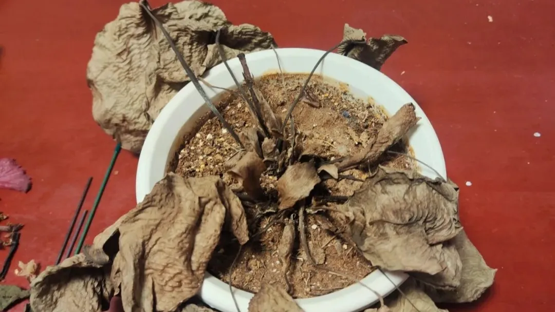 How to Revive a Dying Calathea (Step by Step)