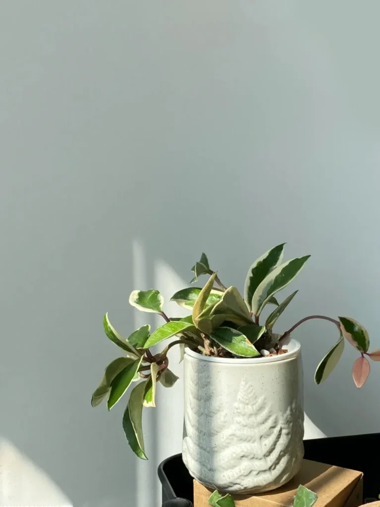 Hoya Carnosa 'krimson queen'