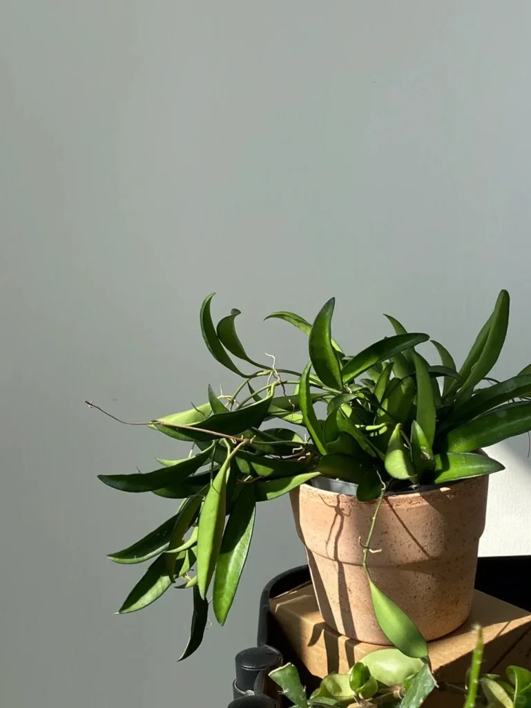 Hoya Wayetii (2)