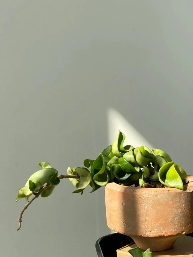 Hoya carnosa 'Compacta'