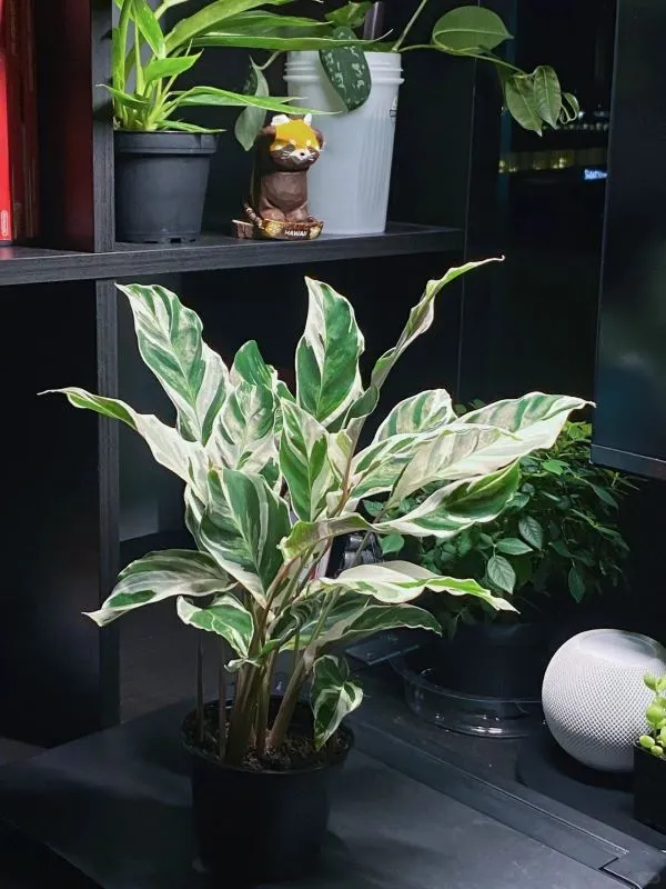 Humidity Is the Quiet Secret