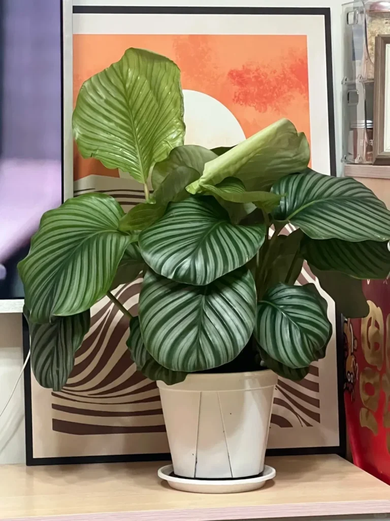 It looked like the plant had enough strength to start the new leaf, but not enough resources or moisture to finish it.