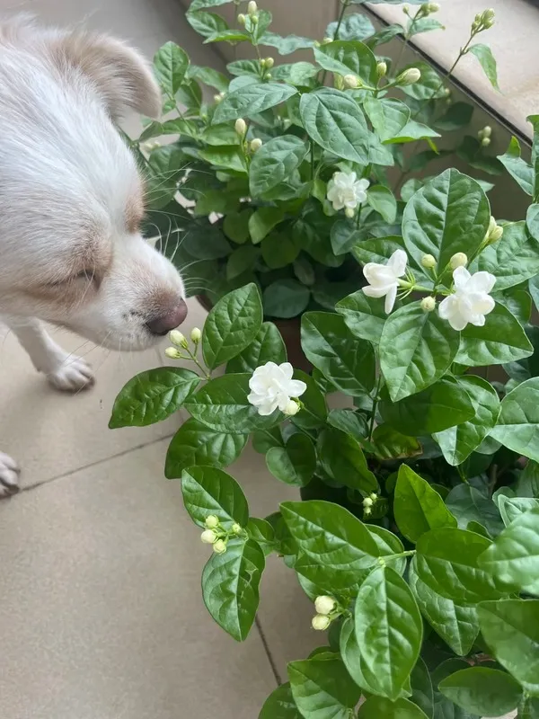 Small dog sniffing white jasmine flowers indoors, a fragrant and non-toxic plant safe for pets.
