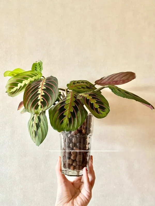 Can Calathea Grow in Water? YesBut Here's What Works Long-Term