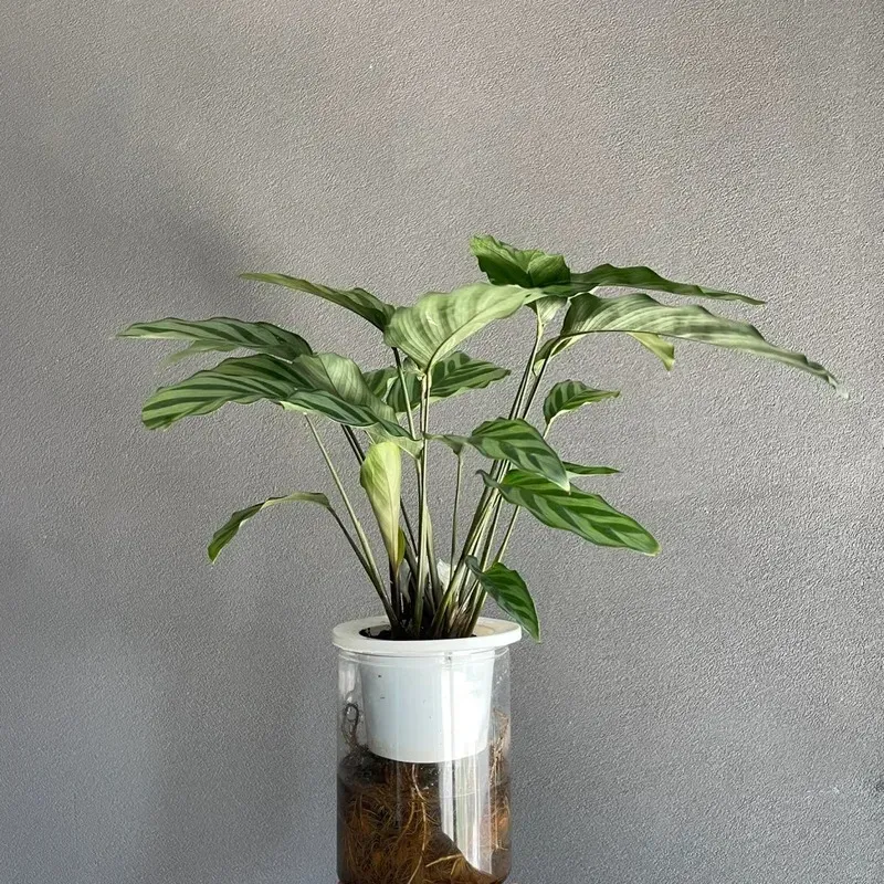 Can Calathea Grow in Water? YesBut Here's What Works Long-Term