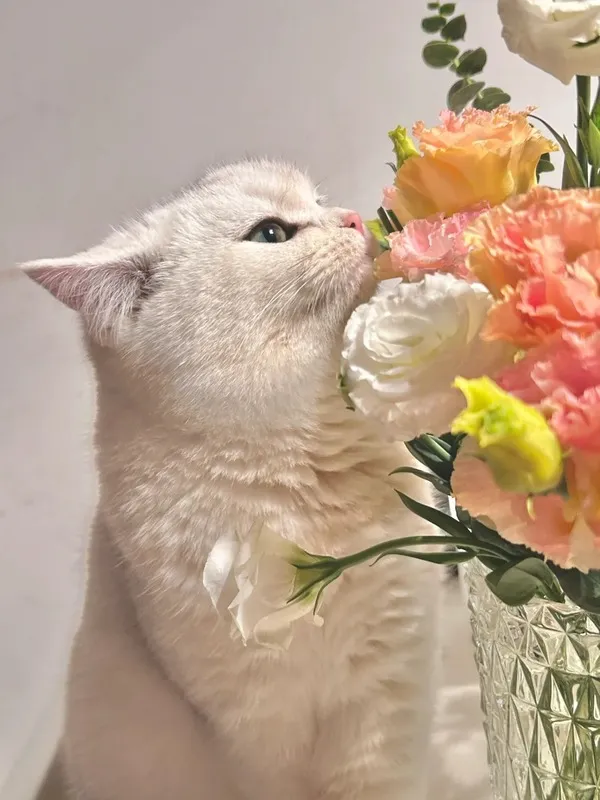 White cat smelling pastel lisianthus flowers in a glass vase, illustrating pet-friendly floral choices.