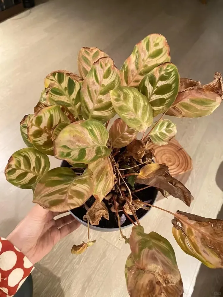 Calathea with severe dry edges and curled leaves due to underwatering and overdry soil.
