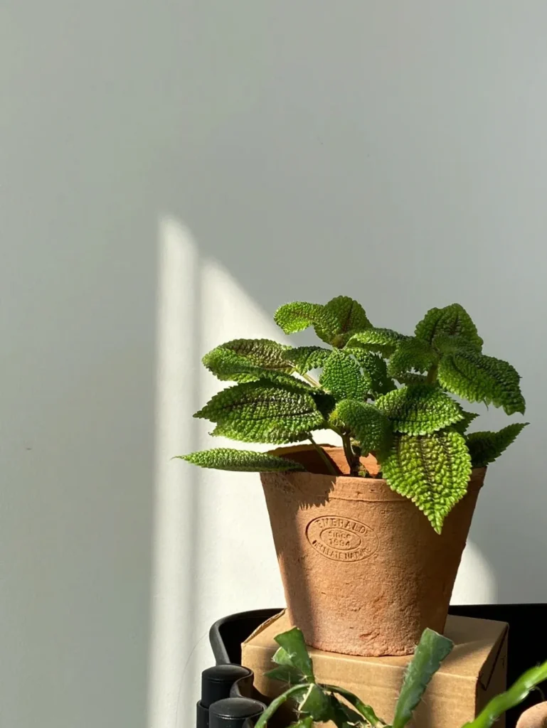 Moon Valley Pilea
