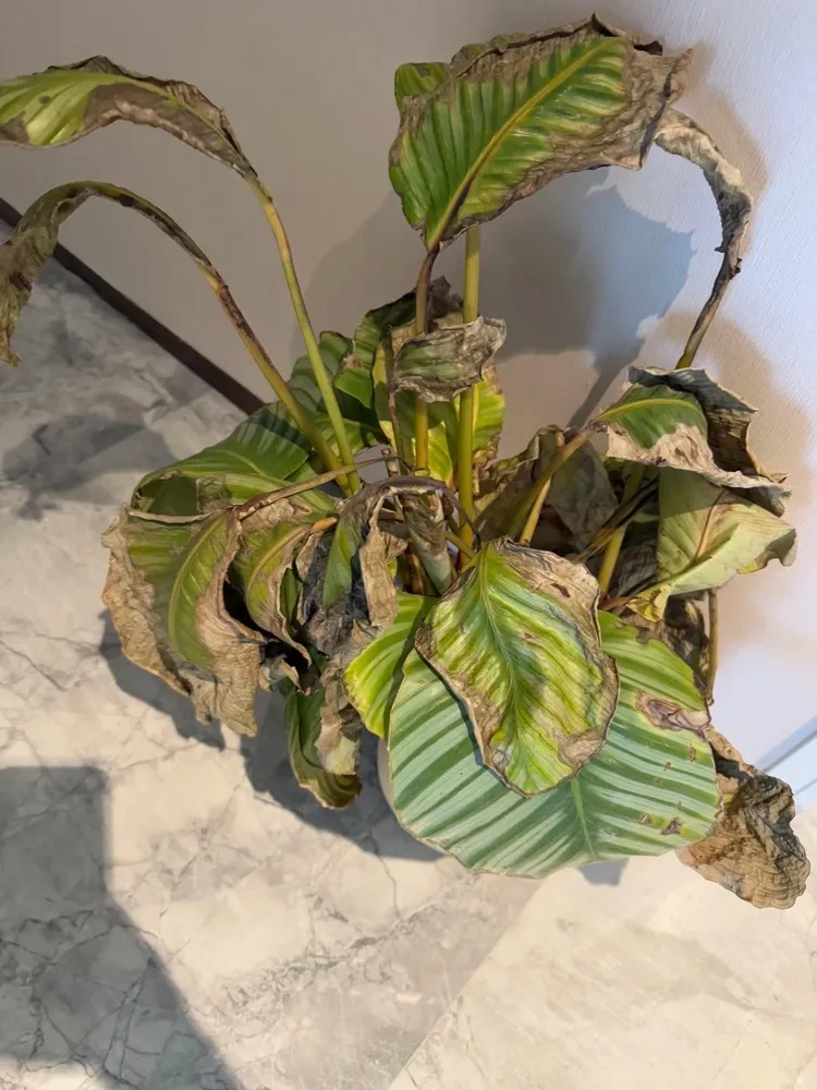 By morning, the entire plant had collapsed.
Every leaf was limp, translucent at the edges, and curling inward as if trying to escape the cold. The stems felt half-mushy. It looked, in every possible way, gone.