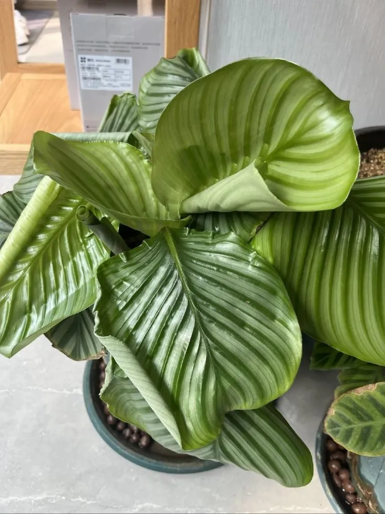 New Calathea Leaves Curl