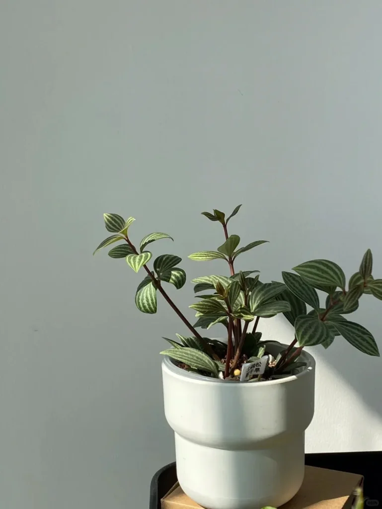 Peperomia tetragona