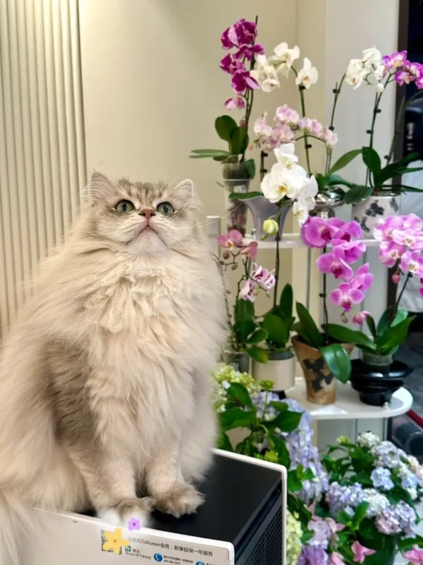 Long-haired cat sitting near blooming phalaenopsis orchids, a non-toxic indoor plant safe for cats.