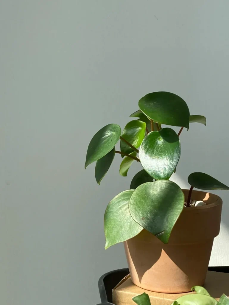 Pilea peperomioides