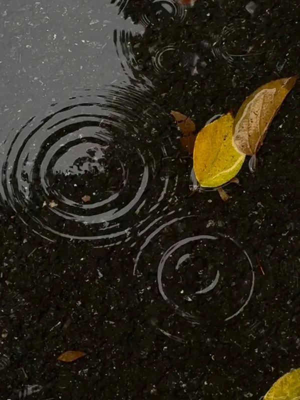 Close-up of raindrops forming ripples on dark soil with fallen leaves — illustrating natural rainwater as soft, slightly acidic water ideal for Calathea and other tropical plants.