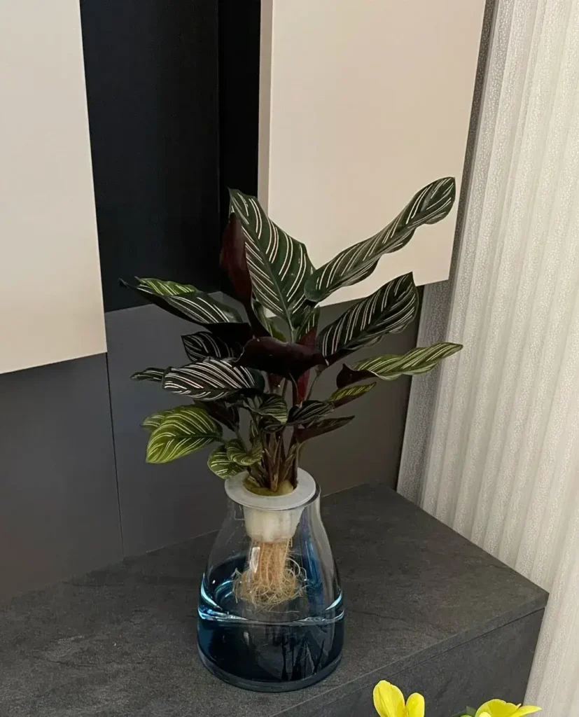 Can Calathea Grow in Water? YesBut Here's What Works Long-Term