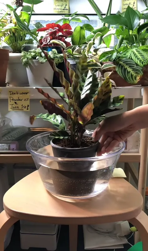dracena plant janet craig Dracaena 'Janet Craig' | Indoor Plant | Tropical Plant | Potted Plant main image 0
