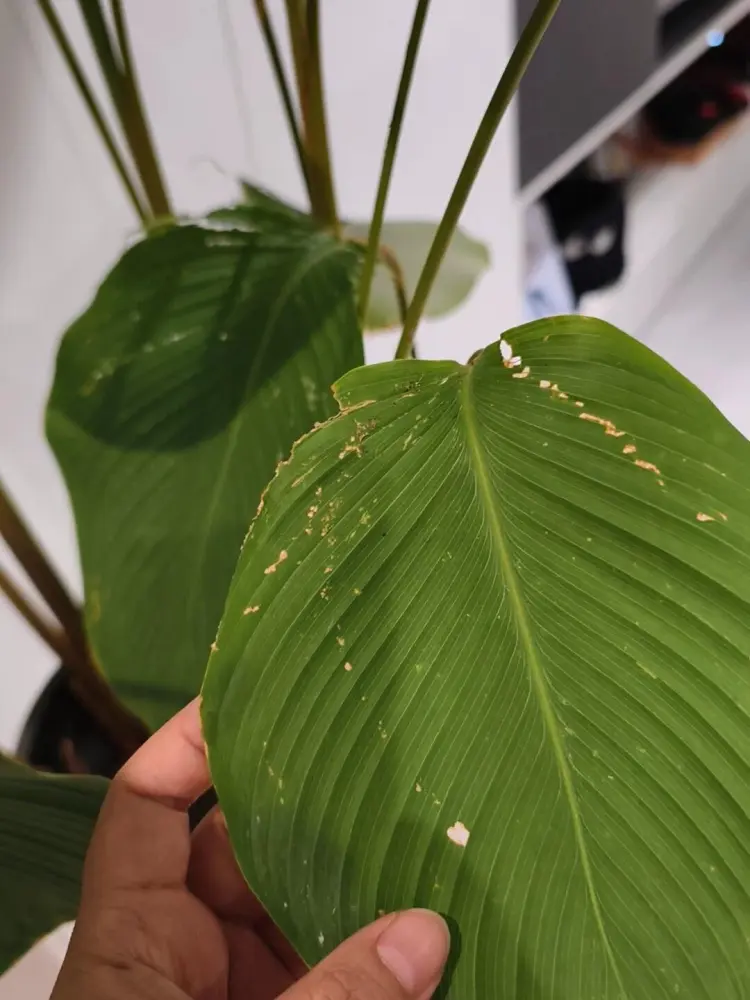 Calathea Lutea Care: My One-Year Experience With Light, Watering, and Spider Mites 9 Calathea lutea leaf with tiny speckled marks caused by spider mites