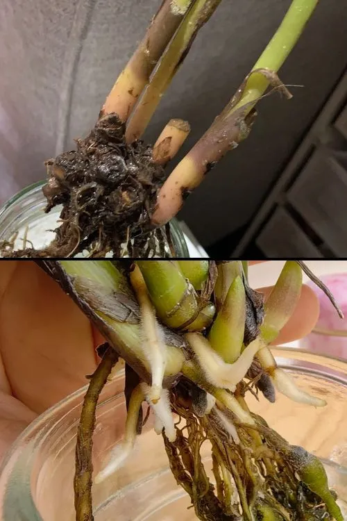 Step 3 — Wash Reset and Trim the Roots