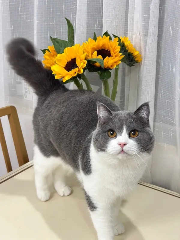 Gray and white cat standing on a table beside bright yellow sunflowers, a cat-safe ornamental plant.