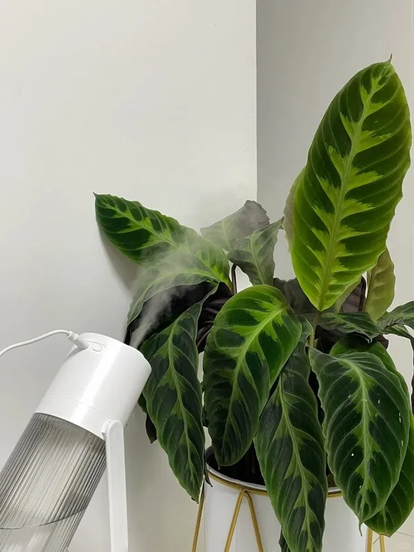 Tech-Savvy Method The Humidifier Upgrade 