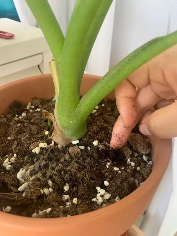 dracaena Dracaena Massangeana Mass Cane Stump Form, Corn Plant main image 0