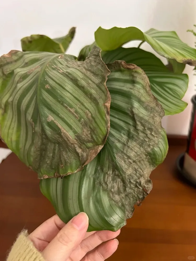 The Home Plant (Terracotta): Slow, Steady, and Determined
