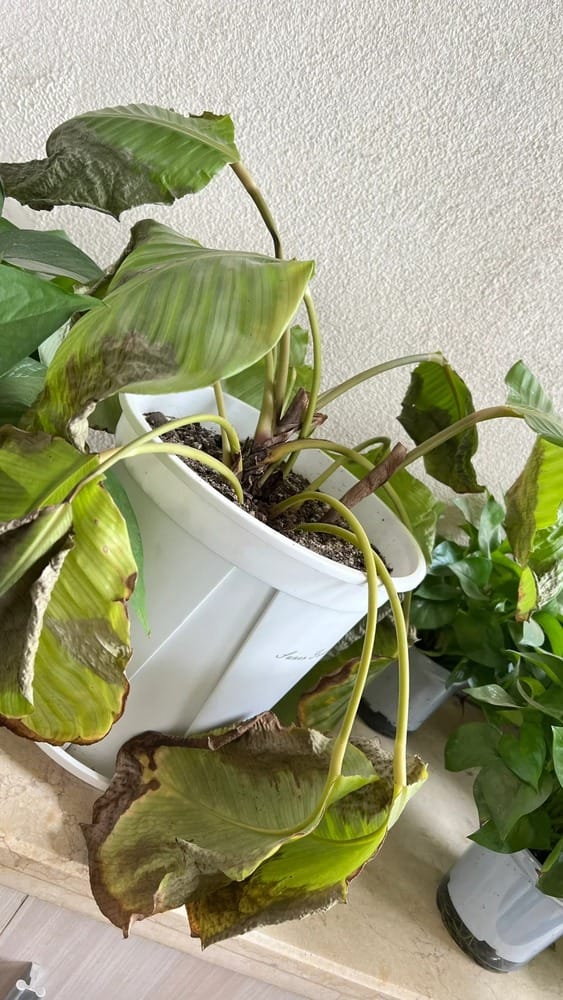 The Office Plant (Ceramic): Alive, but Always Behind
