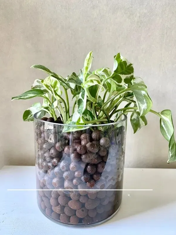 Can Calathea Grow in Water? YesBut Here's What Works Long-Term