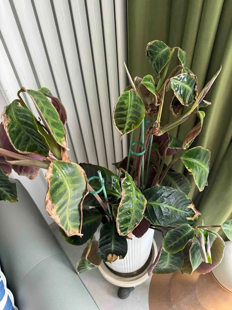 Calathea velvet leaves with brown scorched edges from heat and strong light exposure.
