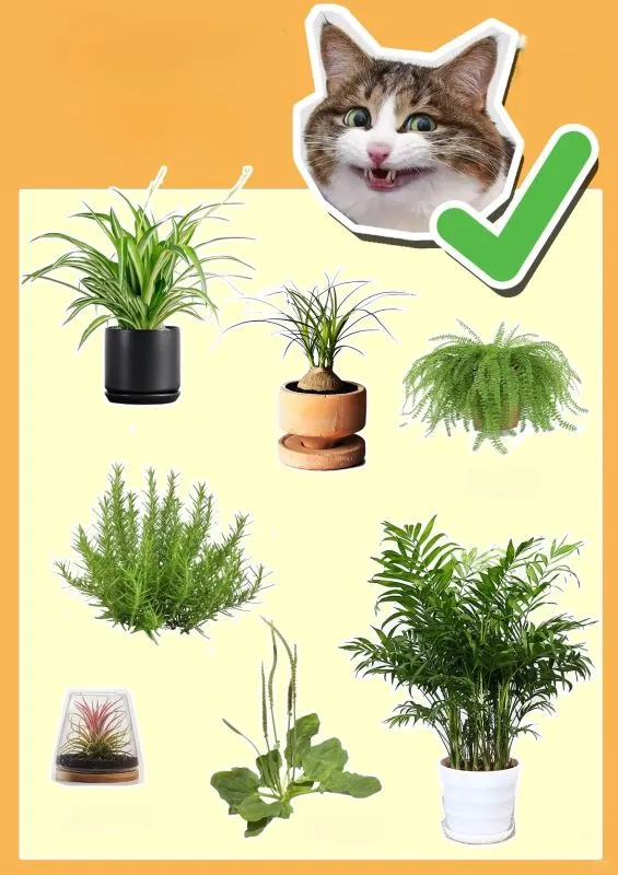 coconut palms Green Malayan Dwarf Coconut Palm Tree