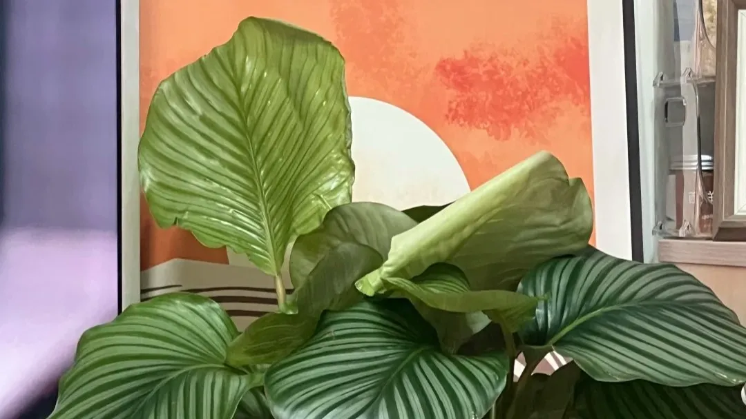 Why Are My Calathea New Leaves Curling or Stuck
