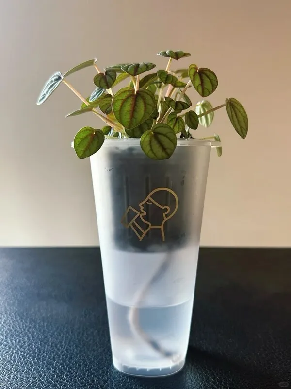 Can Calathea Grow in Water? YesBut Here's What Works Long-Term