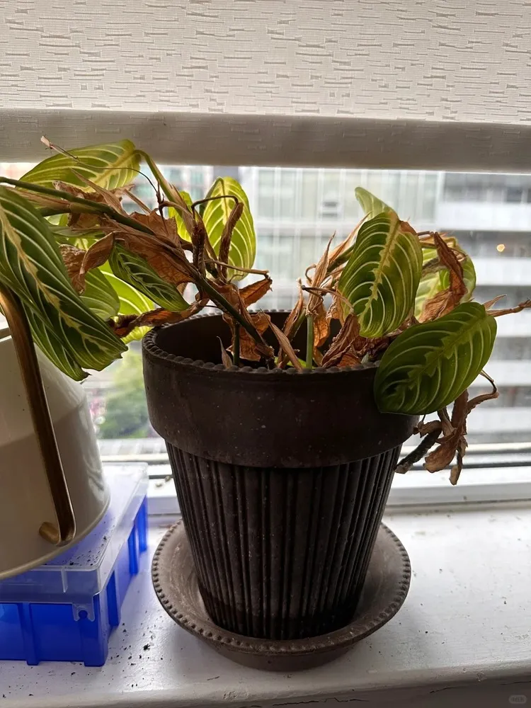 Calathea leaves fully dried and curled from extremely low humidity near a sunny window.
