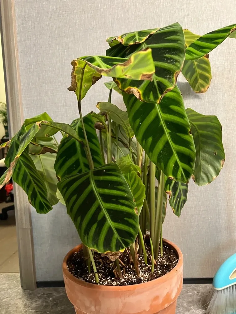 Calathea with crispy brown leaf edges caused by low humidity and uneven moisture.

