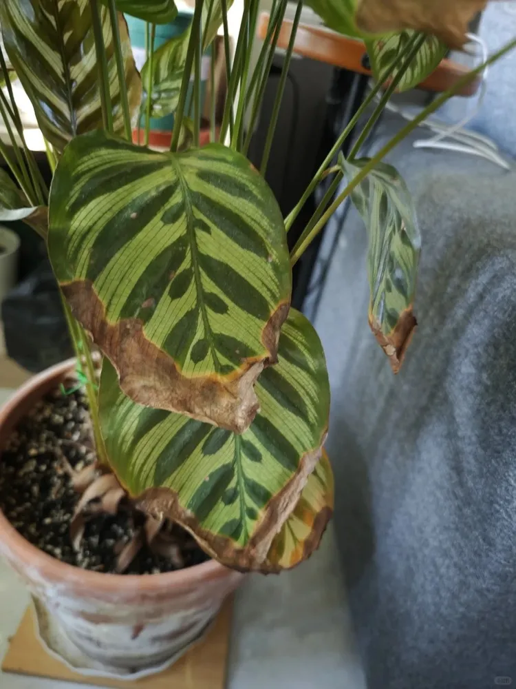 Calathea showing yellow patches and crispy brown edges from mineral buildup and light stress.
