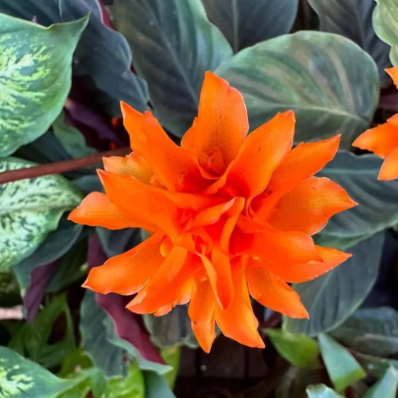 Calathea Crocata Care: Why Eternal Flame Is Beautiful but Demanding