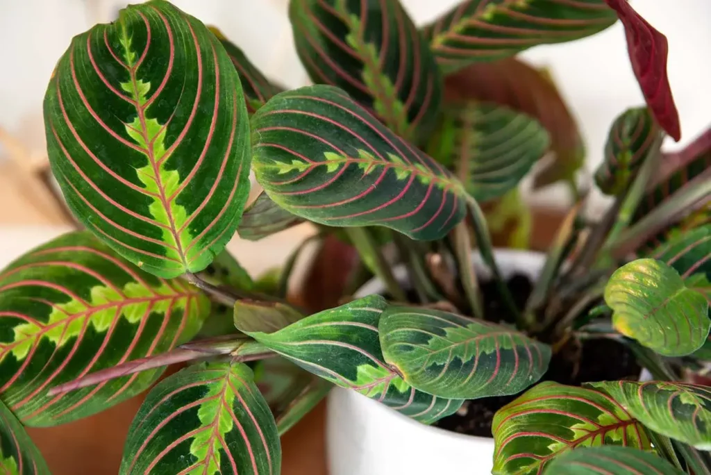 Are Maranta and Calathea the Same Plant 2