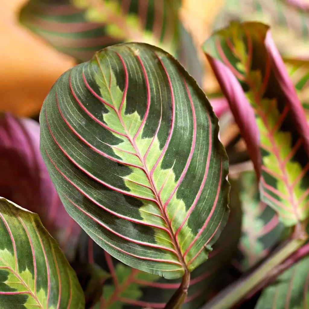 Are Maranta and Calathea the Same Plant 3