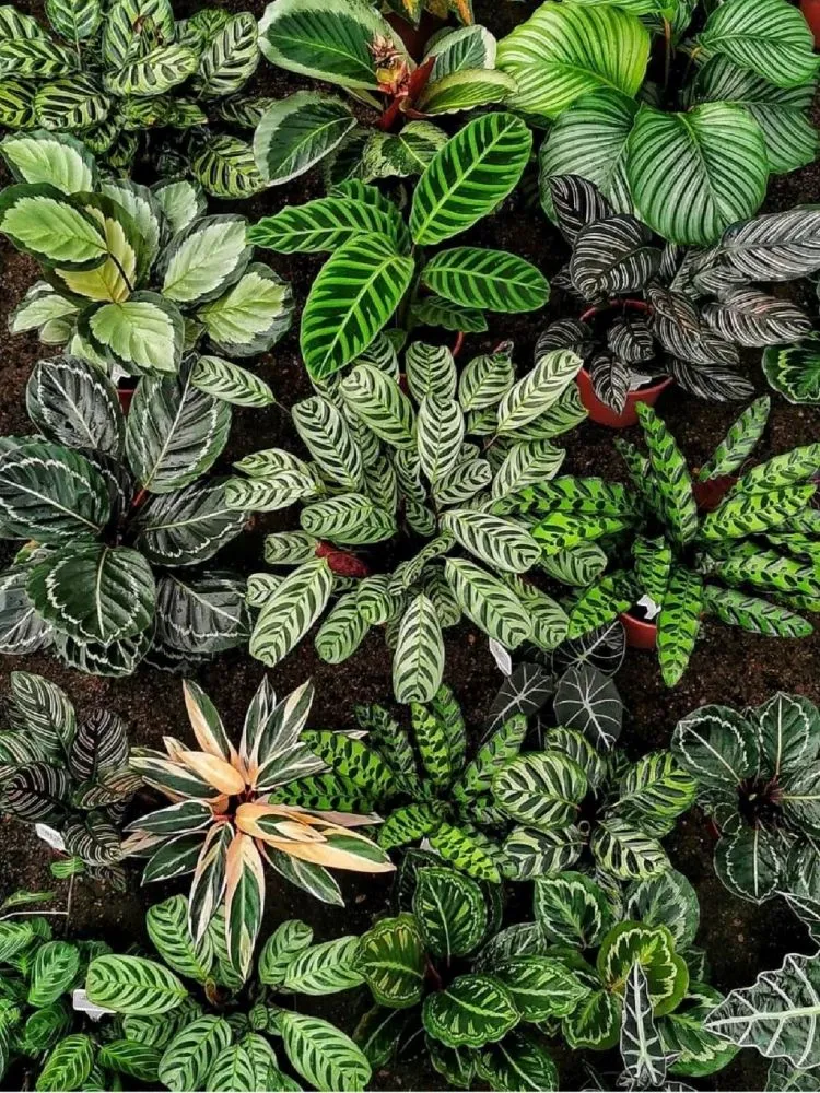 Are Maranta and Calathea the Same Plant 4
