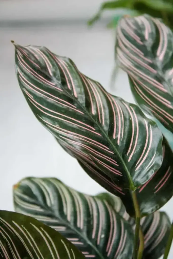 Are Maranta and Calathea the Same Plant
