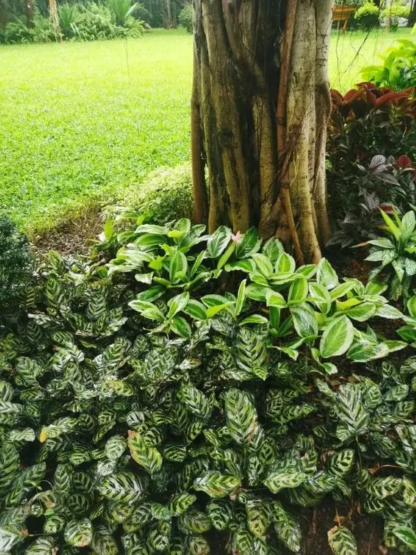 Calathea 'Bicajoux Pink' growing in a shaded garden environment alongside other prayer plants, showing natural growth habit