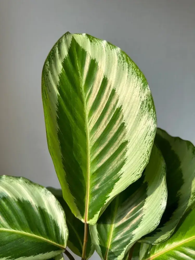 Close-up of a Calathea ‘Bicajoux Pink’ leaf highlighting soft green variegation and textured leaf veins