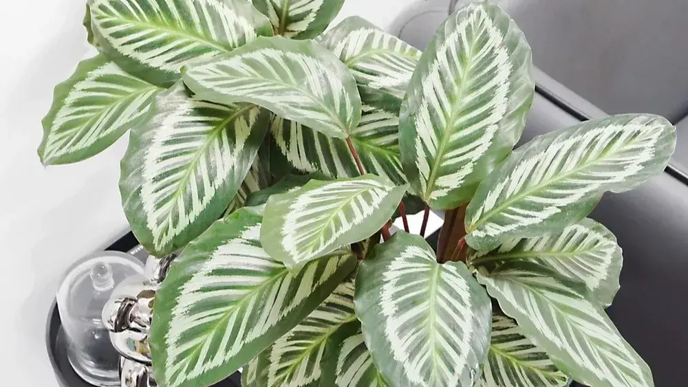 Calathea Types (45 Varieties): Photos, Identification & Growing Tips