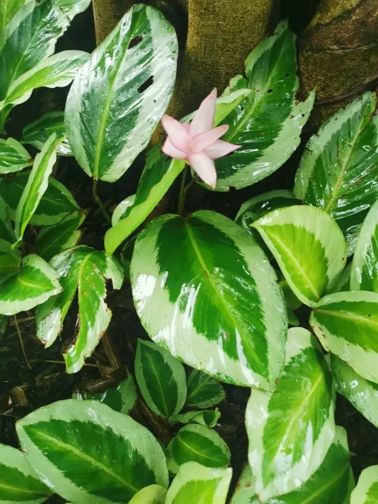 Calathea 'Bicajoux Pink' Care: Why It Flowers So Well and Rarely Gets Sick
