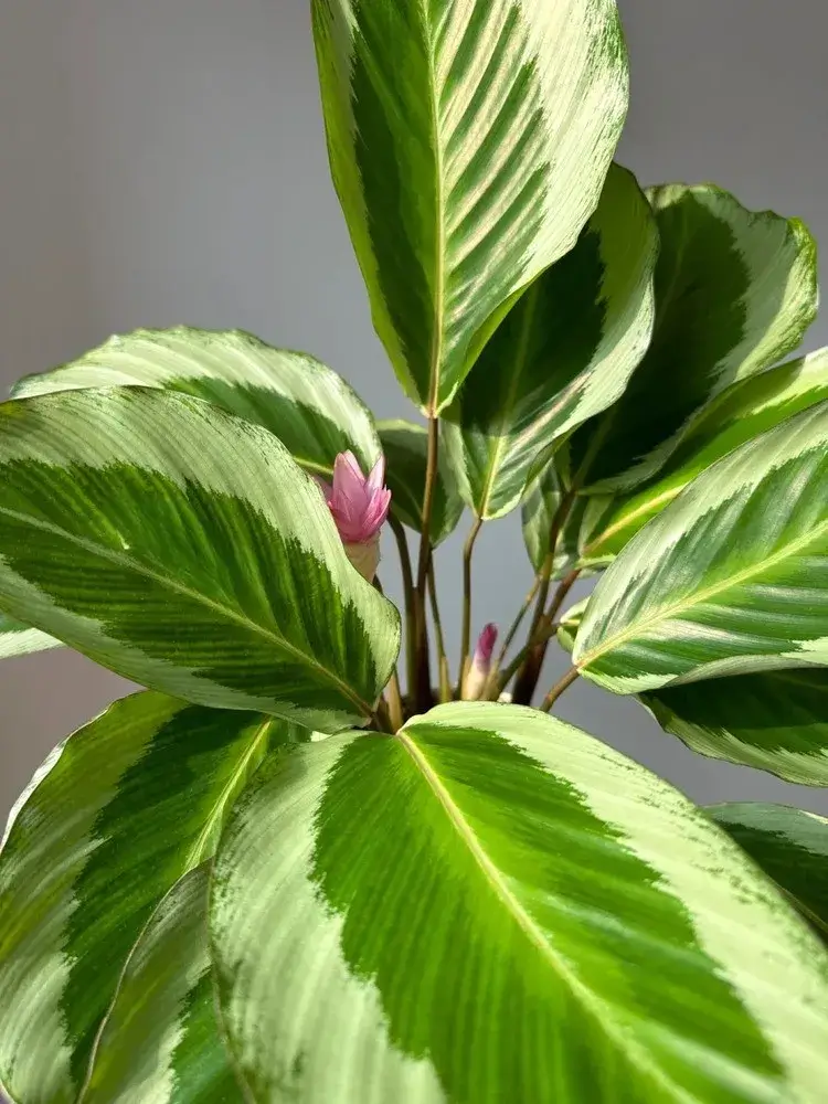 Calathea ‘Bicajoux Pink’ with pink flower buds growing upright among broad green and cream-patterned leaves