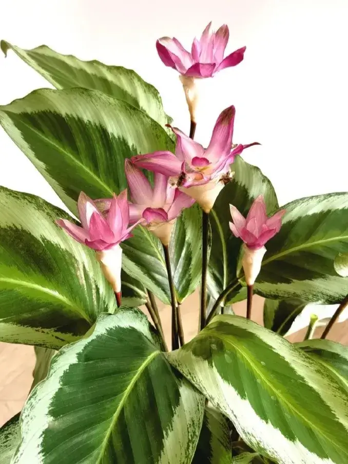 Calathea 'Bicajoux Pink' Care: Why It Flowers So Well and Rarely Gets Sick